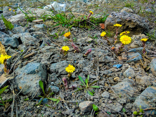 flowers on rocks