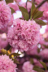 Fototapeta premium pink sakura blooming in the garden