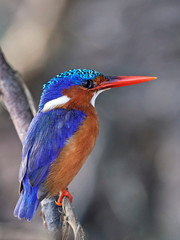 Malachite kingfisher (Corythornis cristatus)