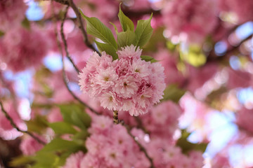 pink sakura blooming in the garden