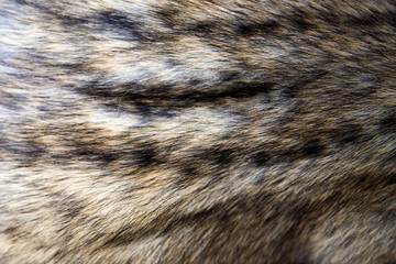 Asian palm civet fur