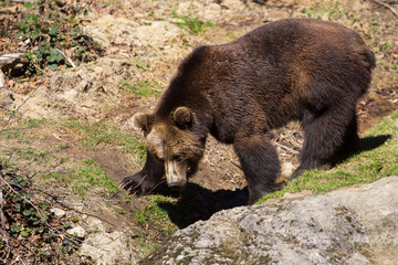 Braunbär 