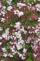 Obraz premium Springtime. Blooming pink jasmine vine ( Jasminum polyanthum ), texture