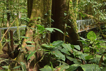 Obraz premium Bridge on the Hanging Bridges Trail near Heliconias Rainforest Lodge in Bijagua in Costa Rica