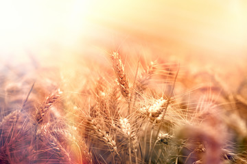 Wheat field, dusk in wheat field,  sunset in wheat field