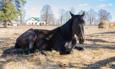 One black horse is resting lying on the spring sunshine