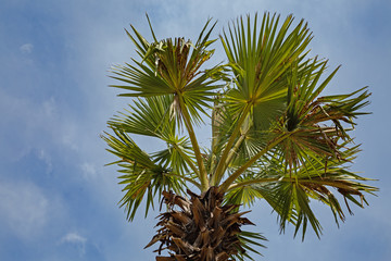 Tall Date palm tree isolated against the blue sky and clouds on a sunny day