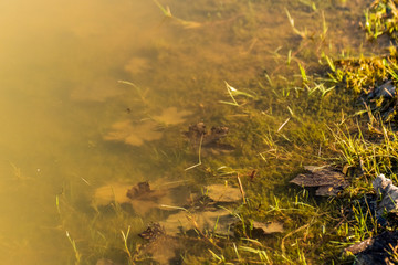 Edge of an pond with murky water and old leaves 