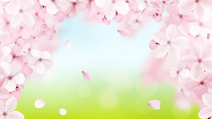 Fototapeta premium Blossoming light pink sakura flowers