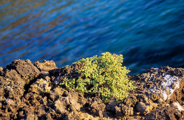Chamysacea, lave de volcan, Archipel des Galapagos, Equateur