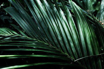 green tropical leaf