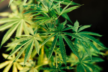 Marijuana leaves, hemp, Indica, natural bokeh background