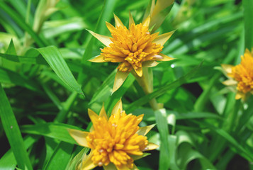 yellow flowers in thailand garden