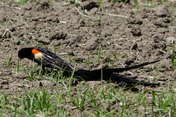 Euplecte à longue queue,.Euplectes progne, Long tailed Widowbird, Afrique du Sud