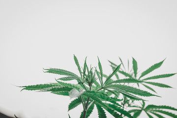 Marijuana leaves, hemp, Indica, natural bokeh background