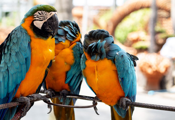 yellow-blue parrots