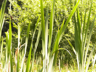 Obraz premium Close up of typha plant.