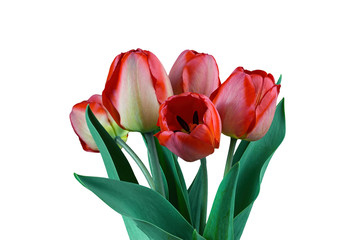 bouquet of red tulips isolated on white background
