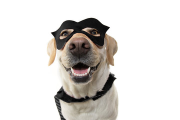 DOG SUPER HERO COSTUME. LABRADOR RETRIEVER WEARING A BLACK MASK AND A CAPE.  CARNIVAL OR HALLOWEEN HOLIDAY. ISOLATED STUDIO SHOT AGAINST WHITE BACKGROUND.