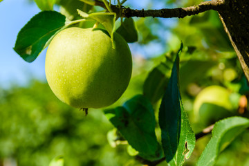 Unripe green apple on a branch of the apple tree