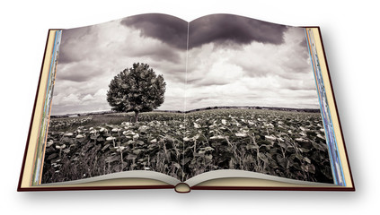3D render of an opened photobook with an isolated tree in a tuscany wheatfield - (Italy) - I'm the copyright owner of the images used in this 3D render.