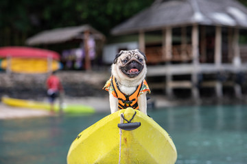 Happy dog pug breed wearing life jacket and standing on kayak feeling so happiness and fun...