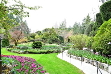 Tulips in the Butchart Gardens. Victoria BC.