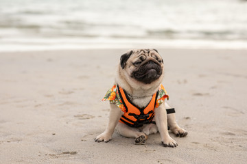 Happy dog pug breed wearing life jacket and sitting on beach feeling so happiness and fun vacations...