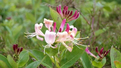 European Honeysuckle flowering