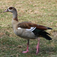 Detailed closeup of an egyptian goose standing on the dry grass