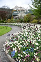 Tulips in the Butchart Gardens. Victoria BC.
