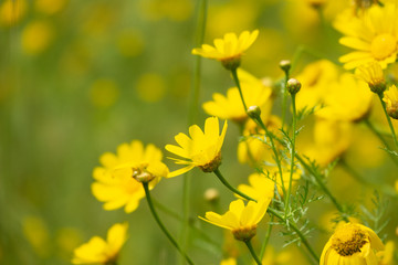 Blossom field with wild Crown Marigold flowers. Glebionis coronaria close up