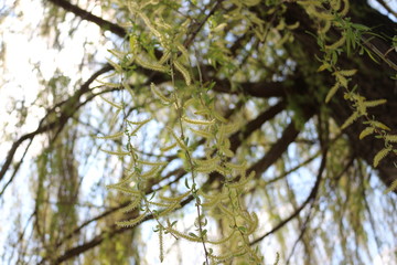  Willow blossomed in spring