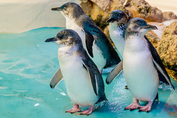 Four Australian penguins at Penguin Island, Rockingham, Western Australia