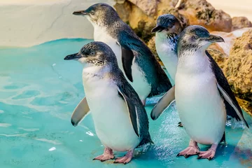 Foto op Aluminium Four Australian penguins at Penguin Island, Rockingham, Western Australia © Marco Taliani