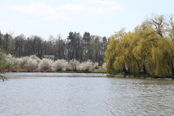  Willows grow on the lake.