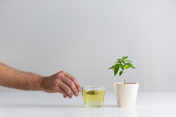 Hand putting down hot healthy CBD tea