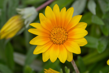 Close up yellow flower Crown Marigold on green field. Macro effect top view