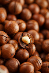 Texture of organic macadamia nut fresh natural fruit shelled one nut in full frame close-up view