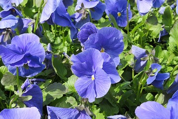 Blue viola flowers in the garden, closeup