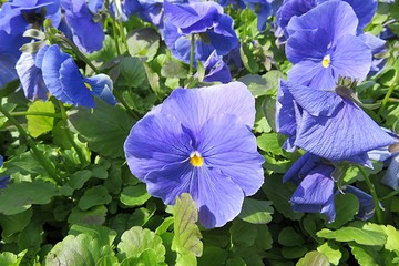 Beautiful blue viola flowers in the garden, closeup 
