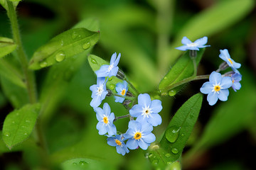 Forellini azzurri