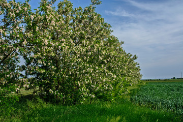 Obraz premium Flowering tree Robinia pseudoacacia