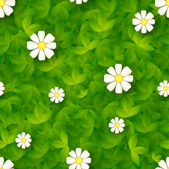 Seamless pattern with green grass and camomiles