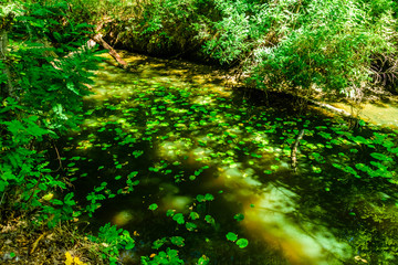 Obraz premium Water lily pads on a surface of the lake in forest