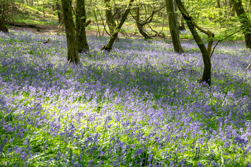 Fototapeta na wymiar Forest carpet of bluebell flowers
