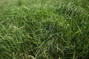 Herbes sauvage