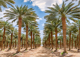 Plantation of date palms. Image depicts an advanced desert agriculture industry in the Middle East
