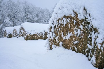 Bales of Hay in the Winter