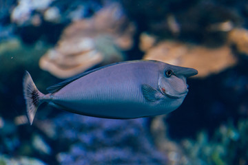 lustige Fisch mit lange Nase